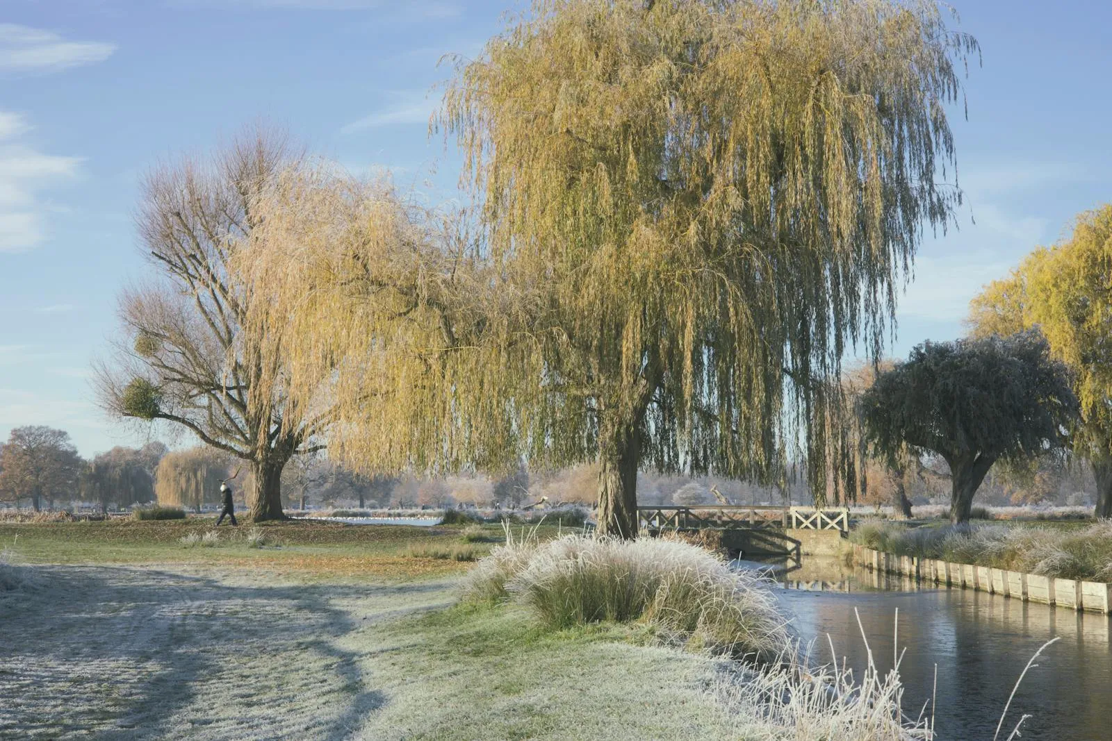 A weeping willow tree by a frost-edged English river with a wooden footbridge — riverside setting representative of the meadows and watercourses that surround Grantchester.